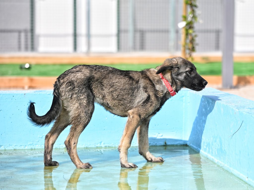 Đina dogs shelters