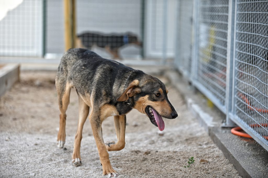 rehome a dog