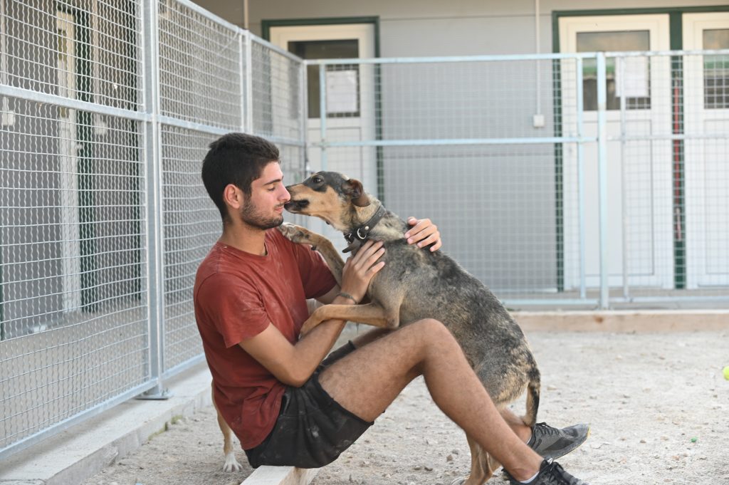 rehome a dog