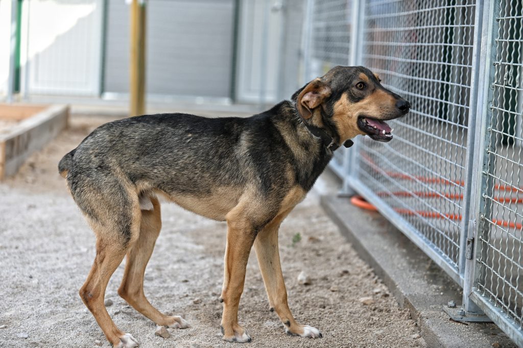 rehome a dog
