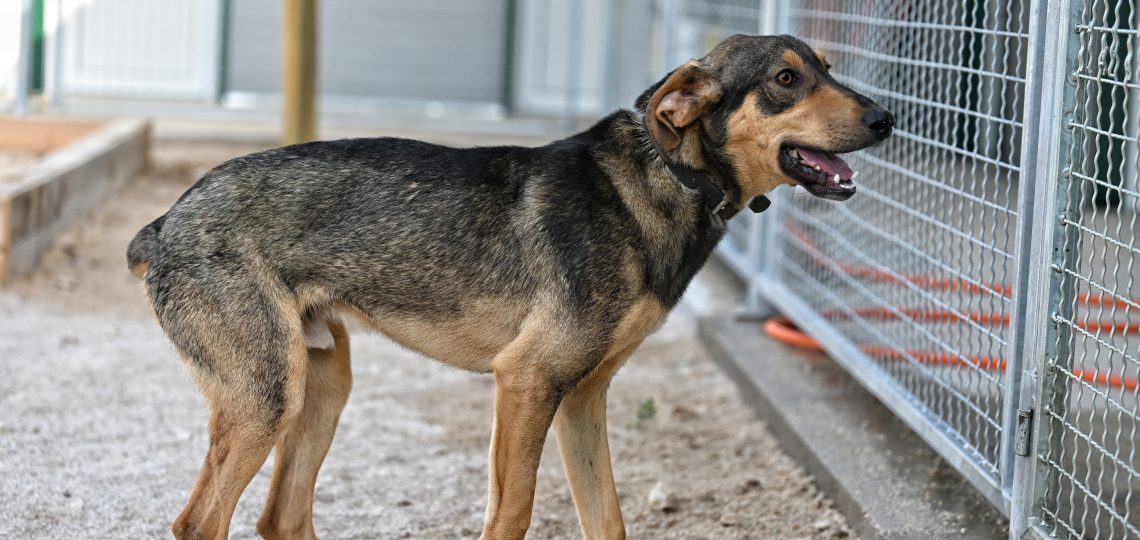 rehome a dog