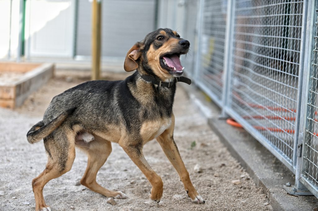 rehome a dog