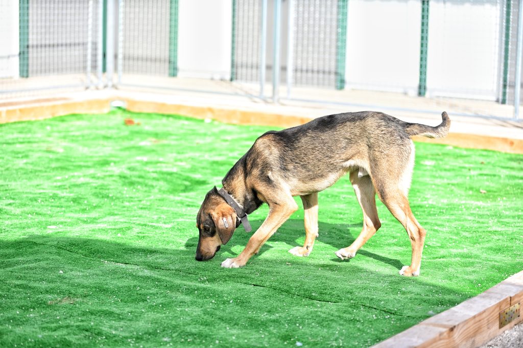 rehome a dog