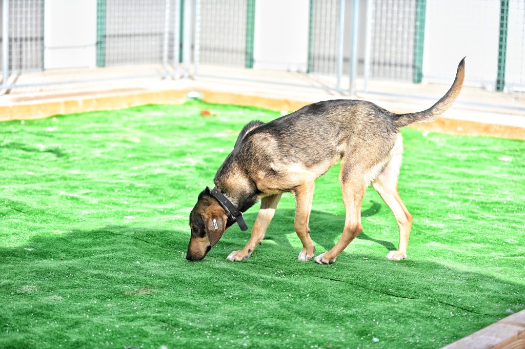 rehome a dog