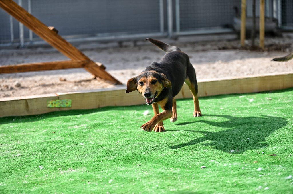 Dobby pets rescue