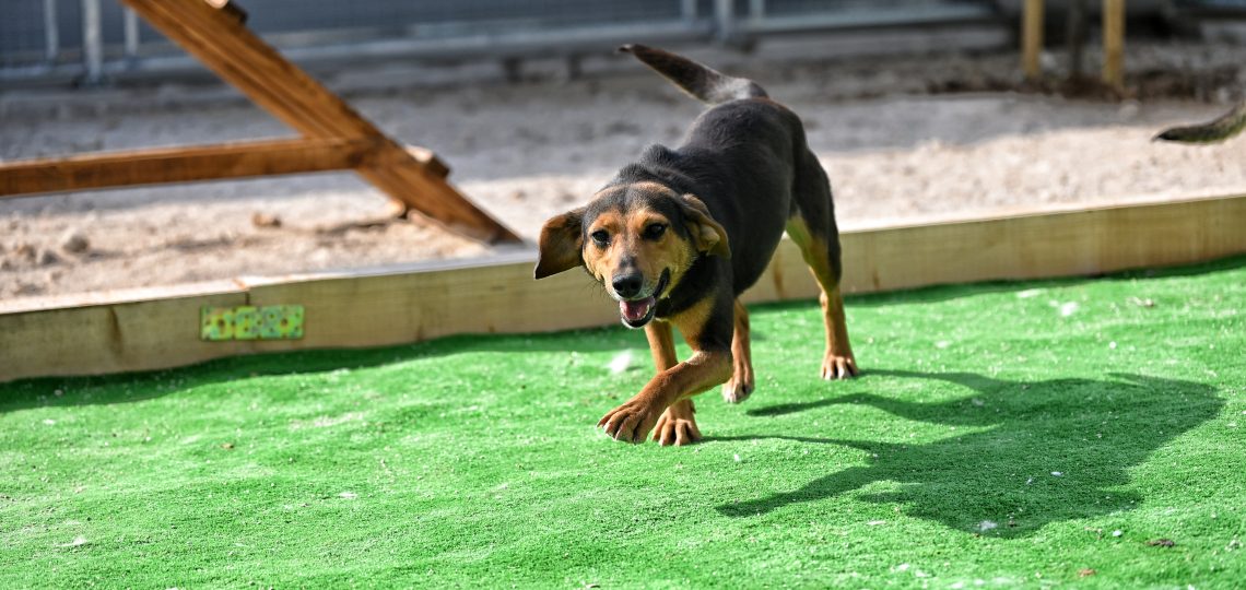 Dobby pets rescue