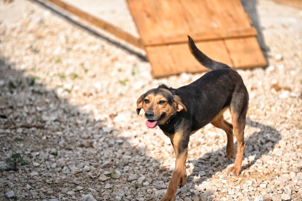 Dobby pets rescue