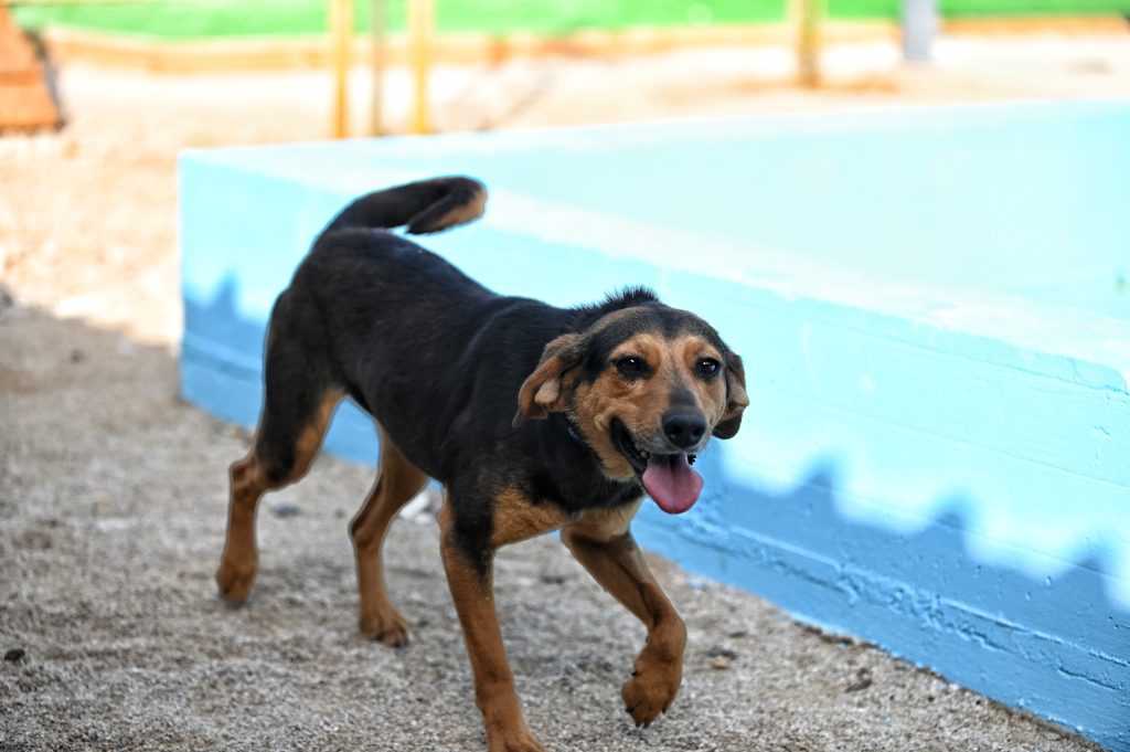 Dobby pets rescue