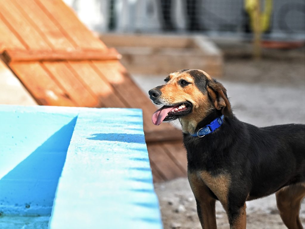 Dobby pets rescue