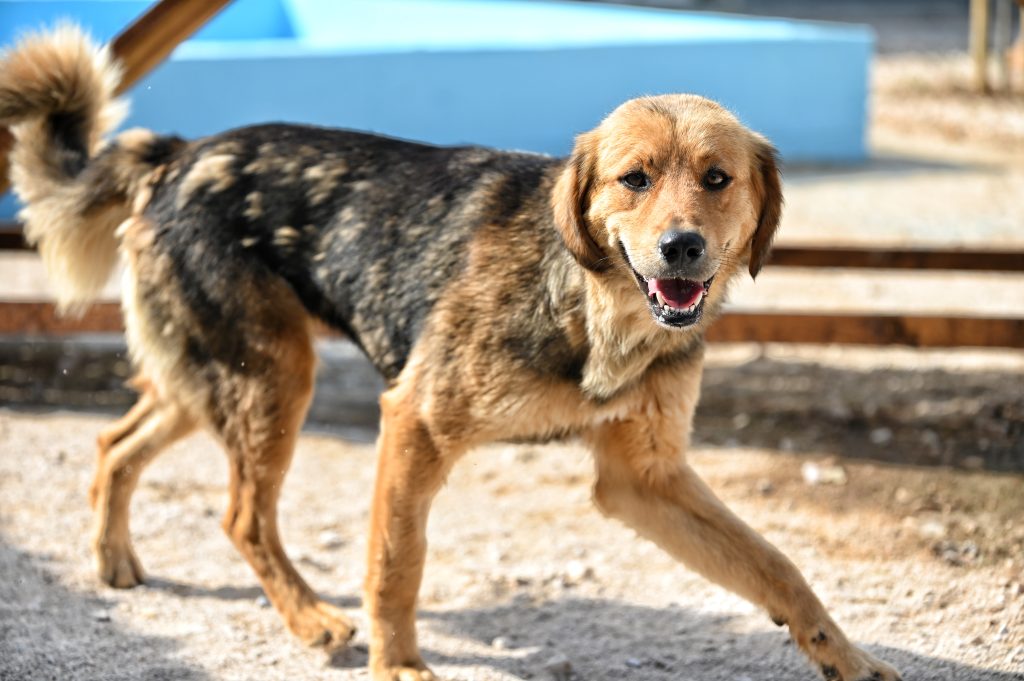 Doly dog rescues
