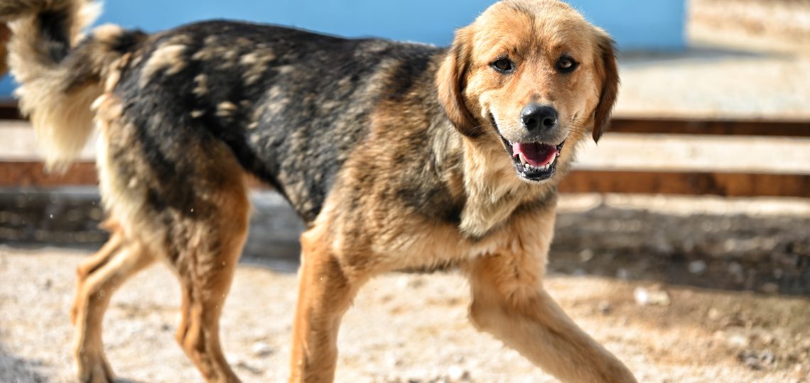 Doly dog rescues