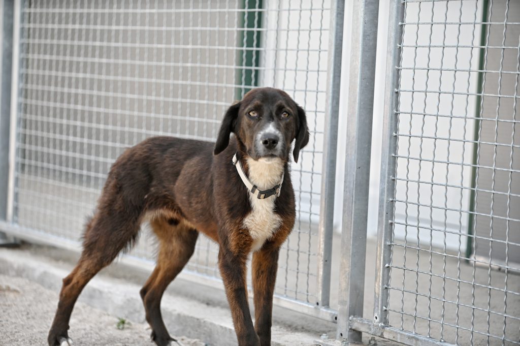 dog charity