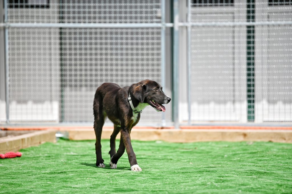 dog charity