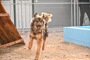 Dony dogs shelters