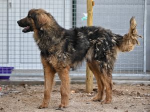 Dony dogs shelters