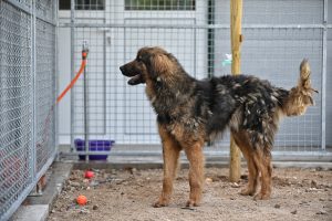 Dony dogs shelters