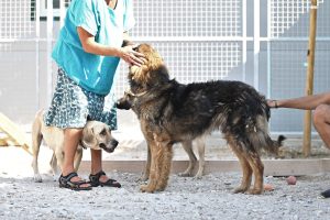 Dony dogs shelters
