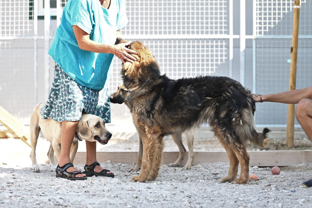 Lena pets rescue