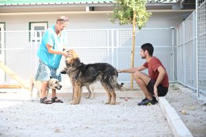Dony dogs shelters