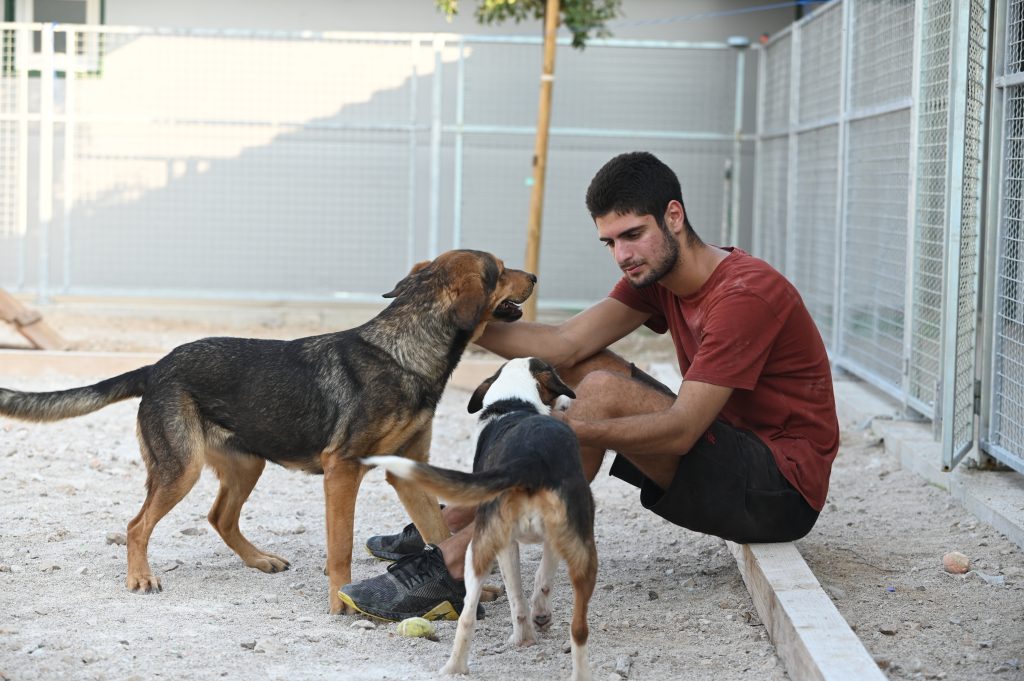 Dogs dog charity