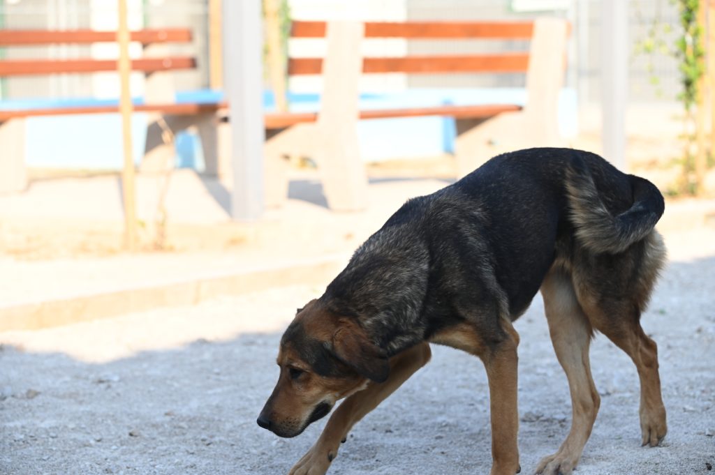 lila adopt a dog uk
