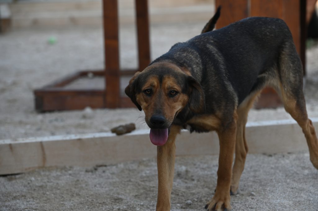 lila adopt a dog uk