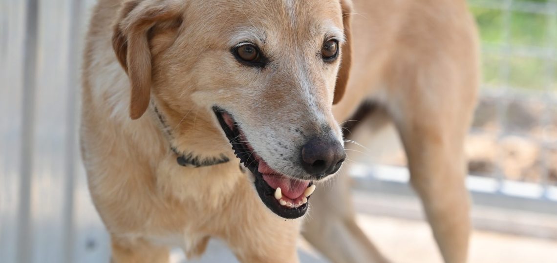 Otto dogs adaption