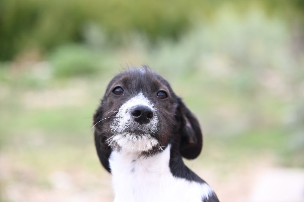 Tina dogs adapts