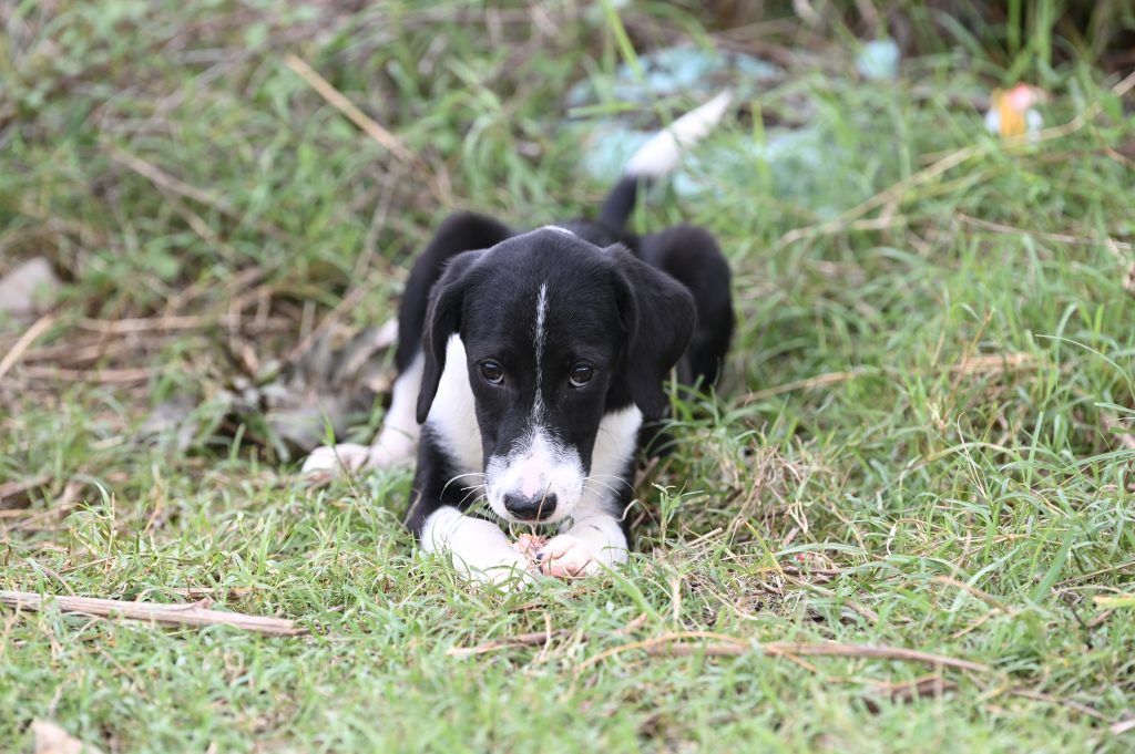 Lara dog rescues