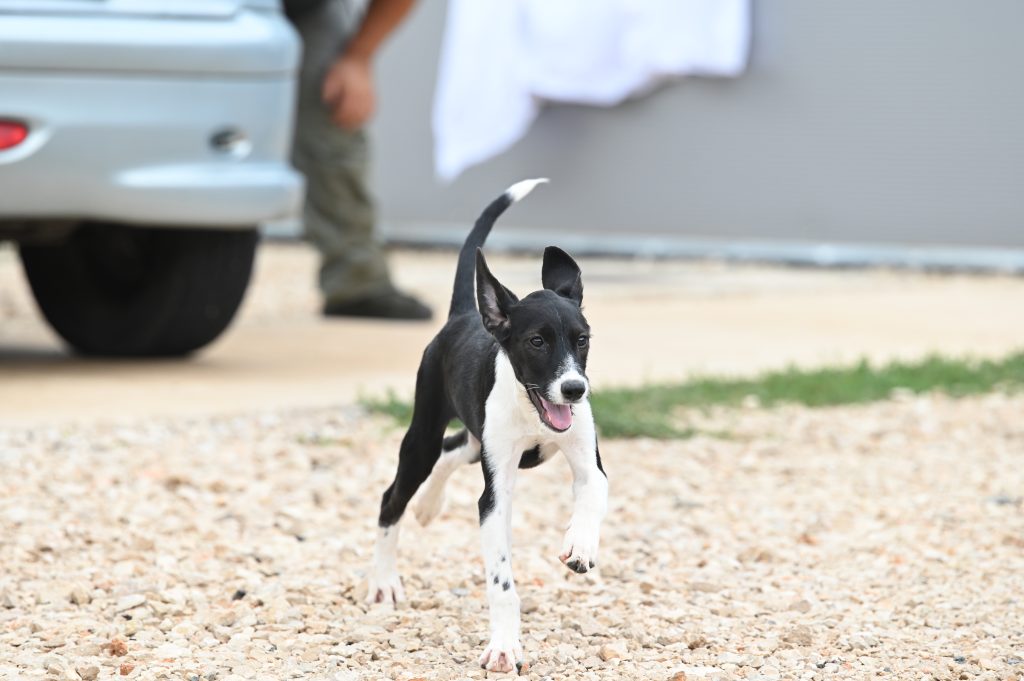 Lara dog rescues