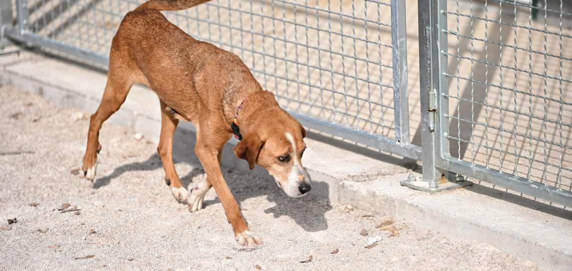 Dušica dogs adaption