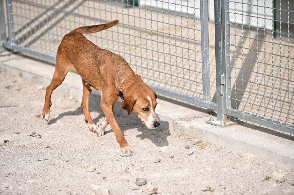 Dušica dogs adaption
