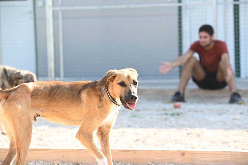 Džeki rehome my dog
