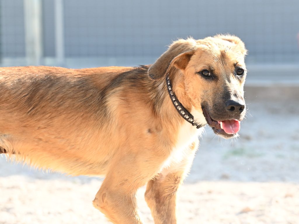Džeki rehome my dog