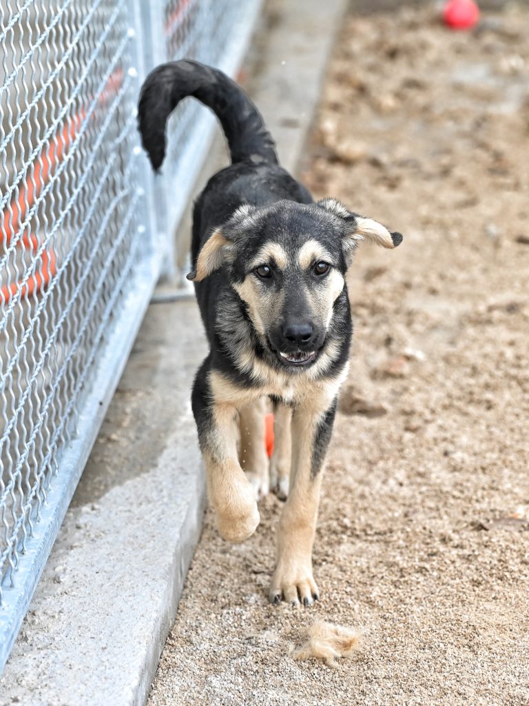 Dženi private dog rehoming