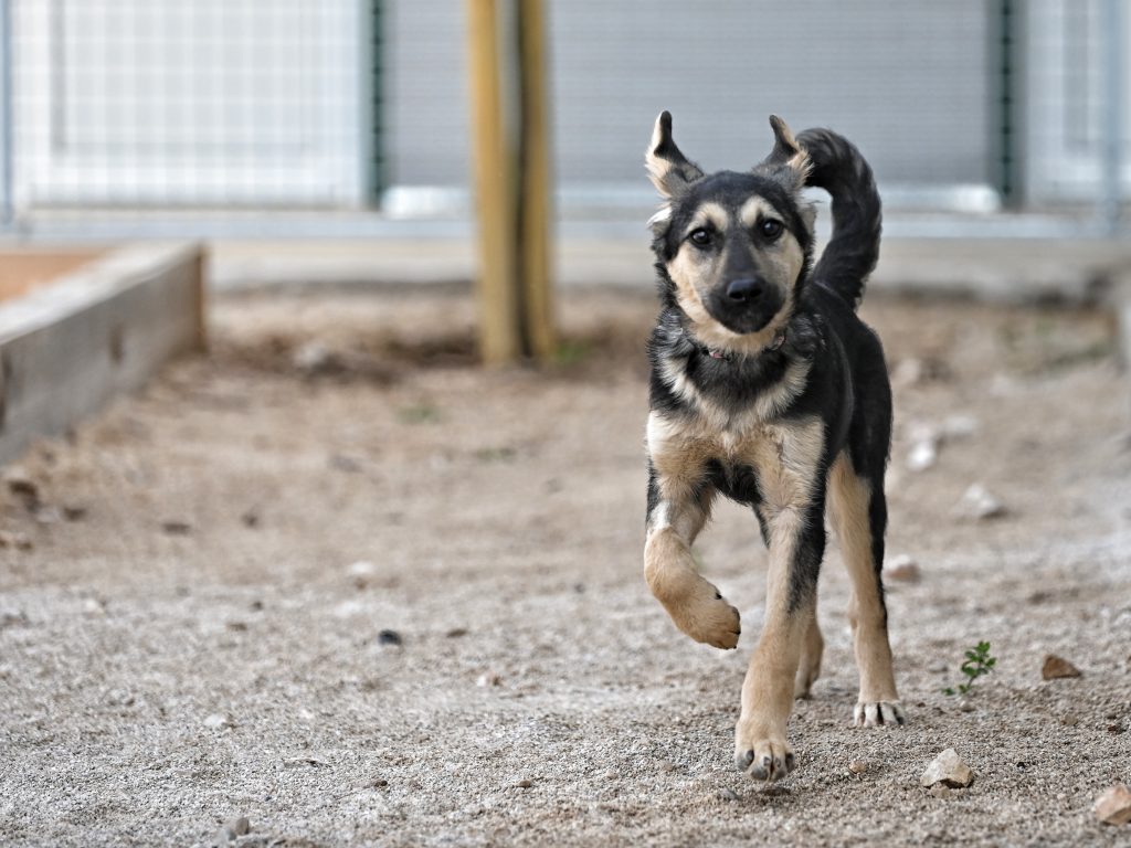 Dženi private dog rehoming