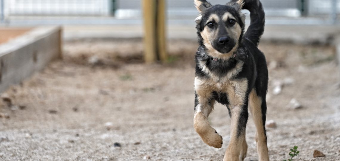 Dženi private dog rehoming