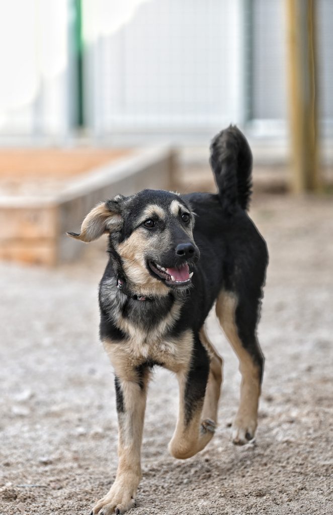 Dženi private dog rehoming