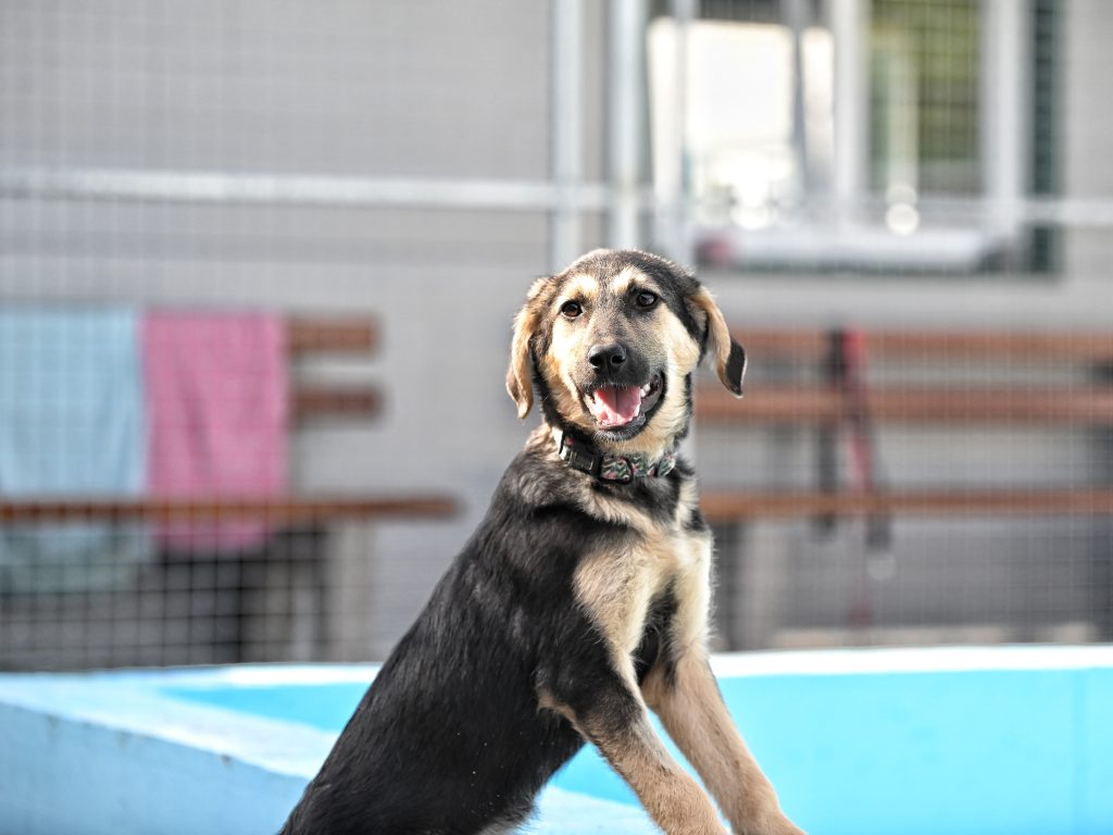 Dženi private dog rehoming
