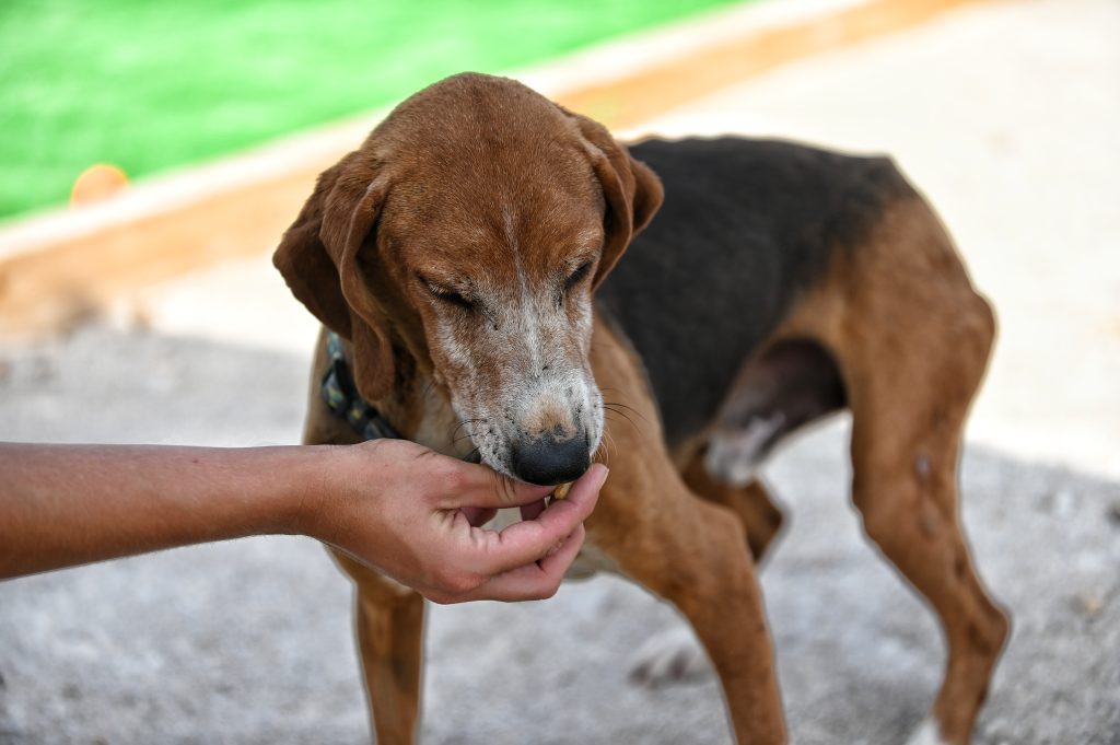 Dogs private dog rehoming