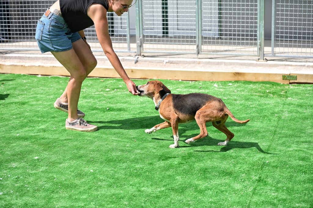 Dogs private dog rehoming