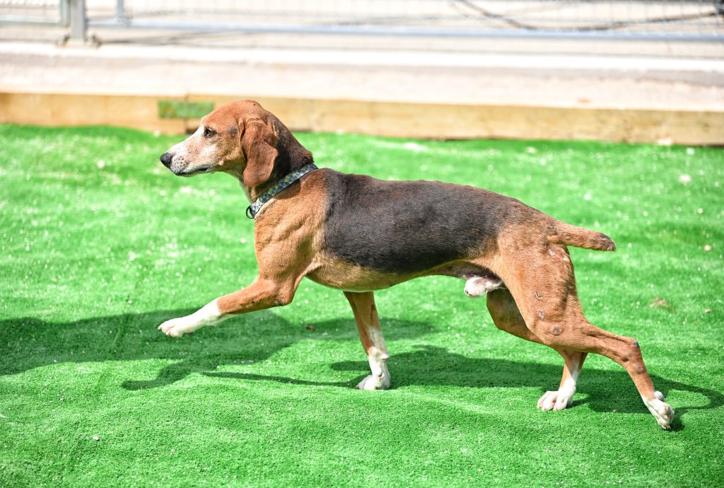 Dogs private dog rehoming
