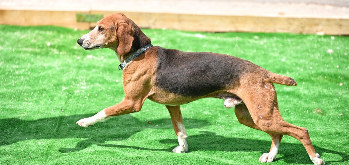 Dogs private dog rehoming