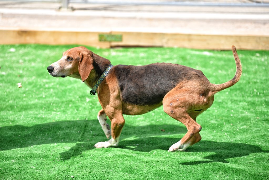 Dogs private dog rehoming