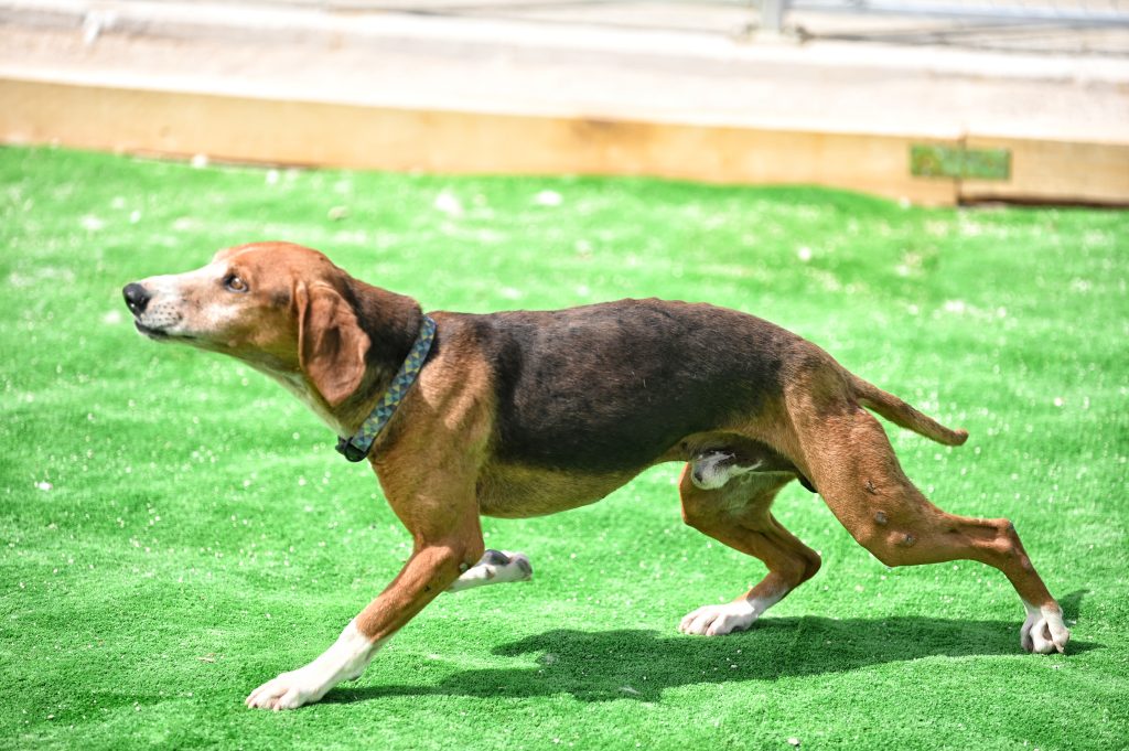 Dogs private dog rehoming