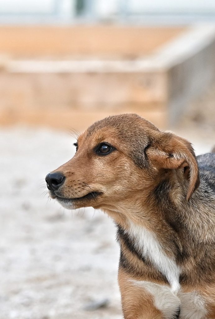 Fiona looking for a rescue dog