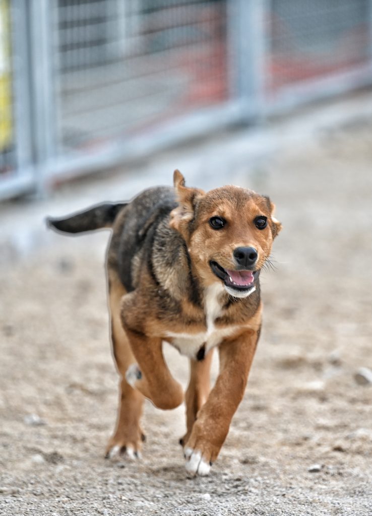 Fiona looking for a rescue dog