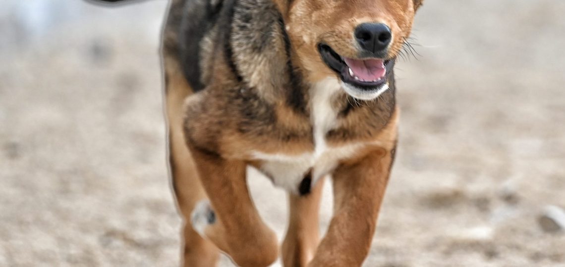 Fiona looking for a rescue dog