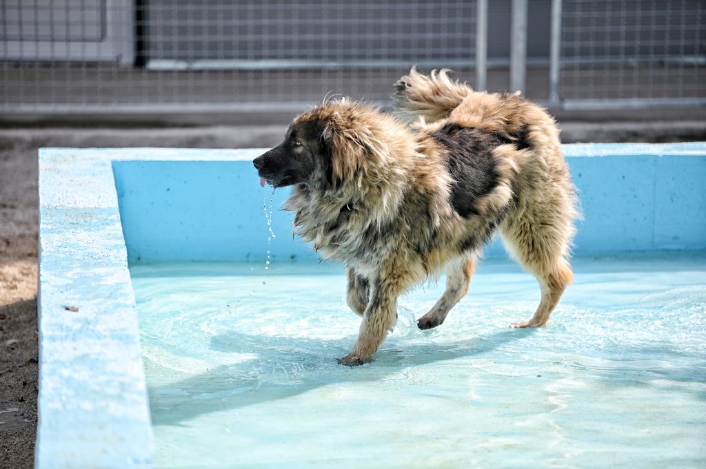 Flafy dogs shelters