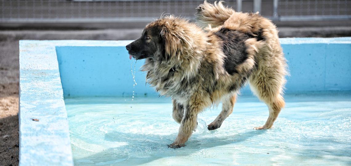 Flafy dogs shelters